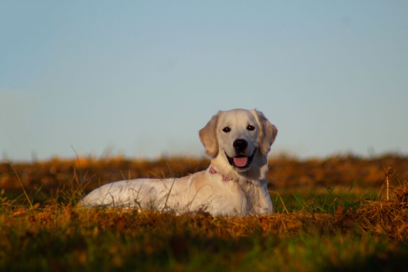 Black labrador in field