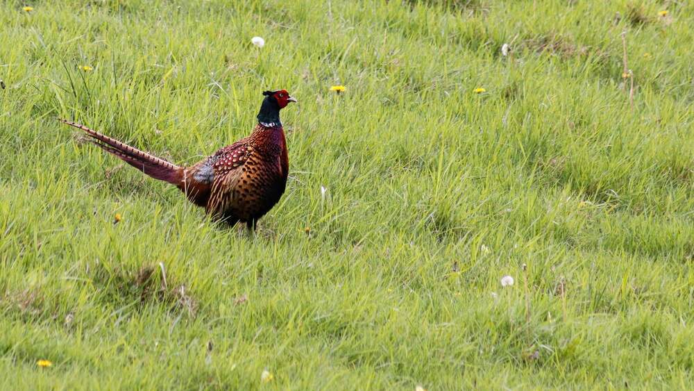 Pheasant in field